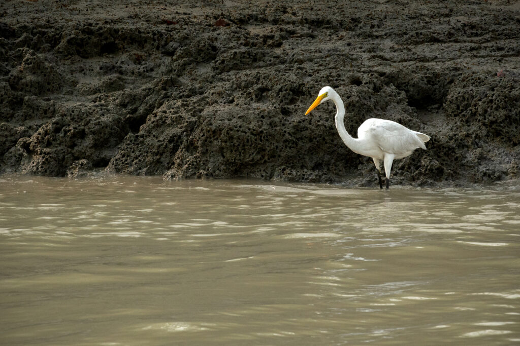 Sunderban