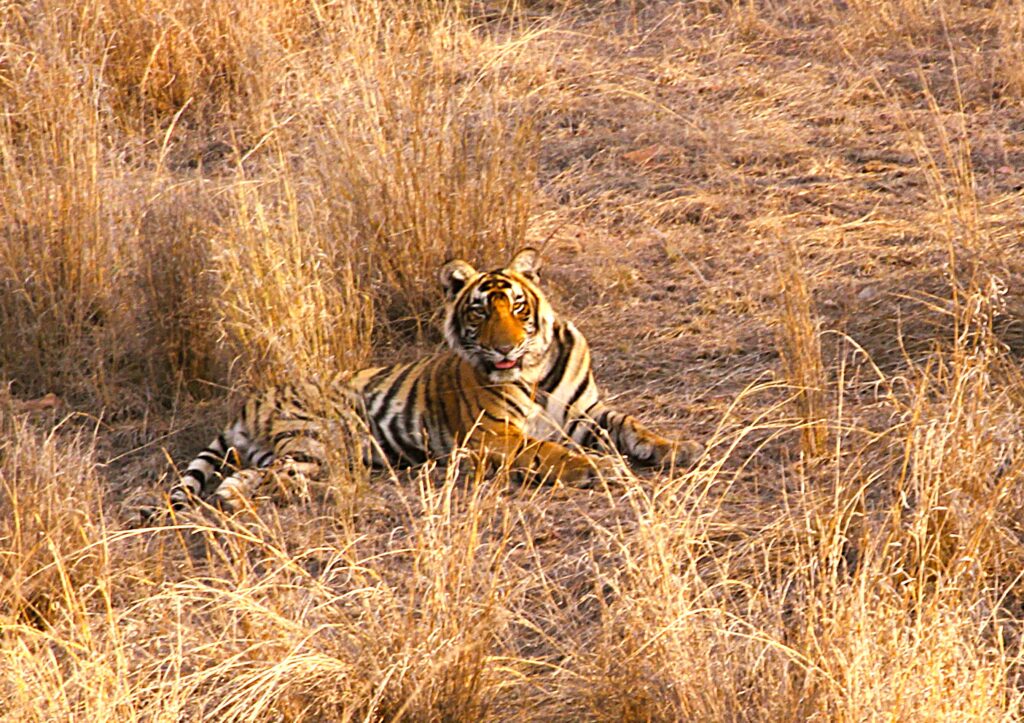Ranthambore National Park
