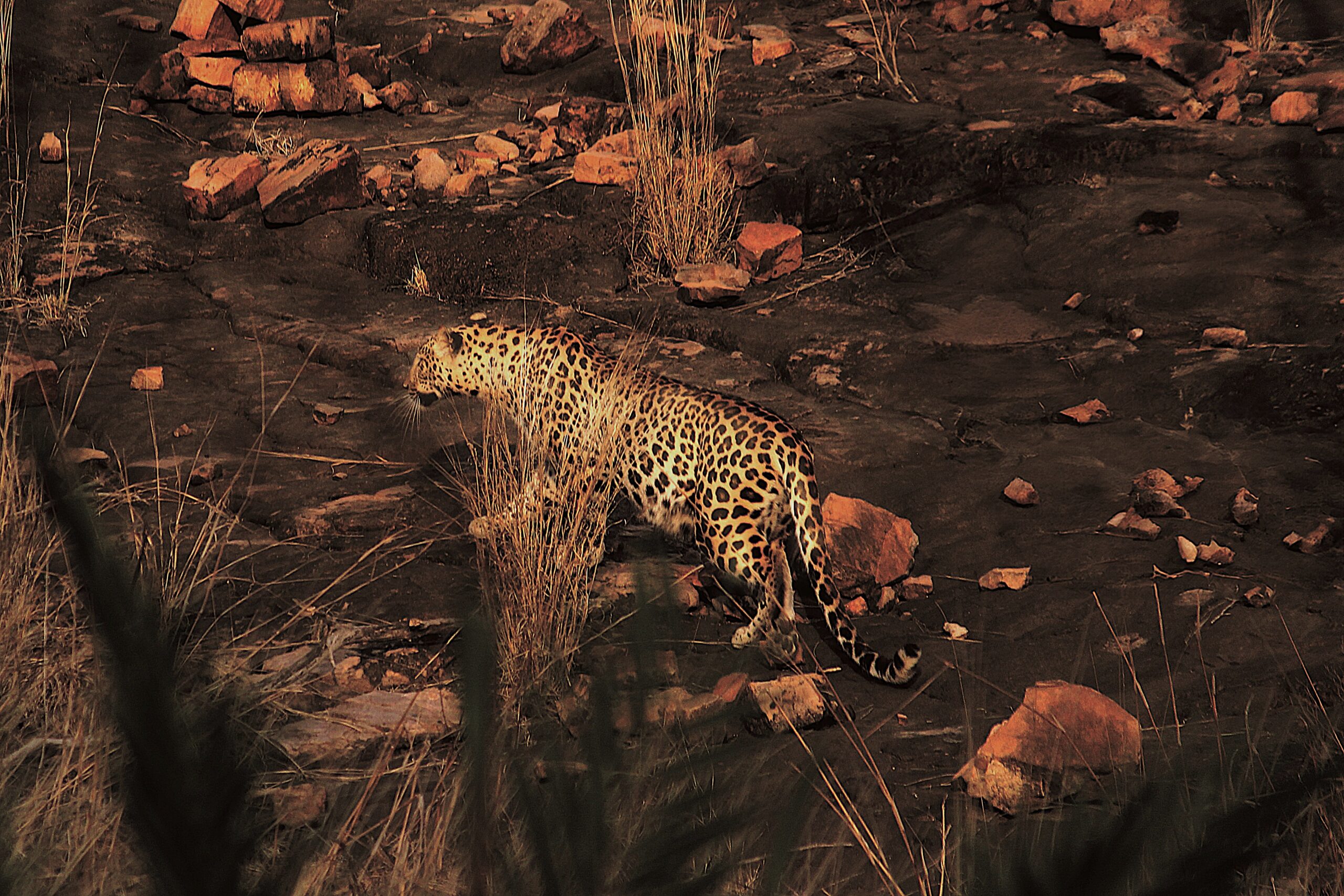 Ranthambore National Park