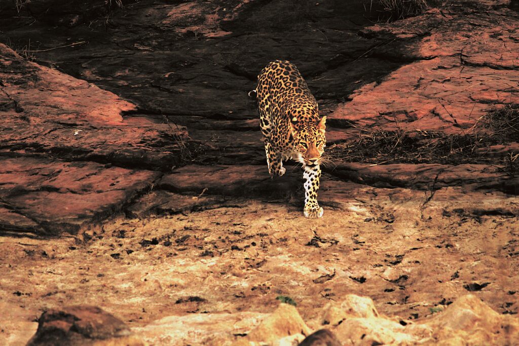 Ranthambore National Park