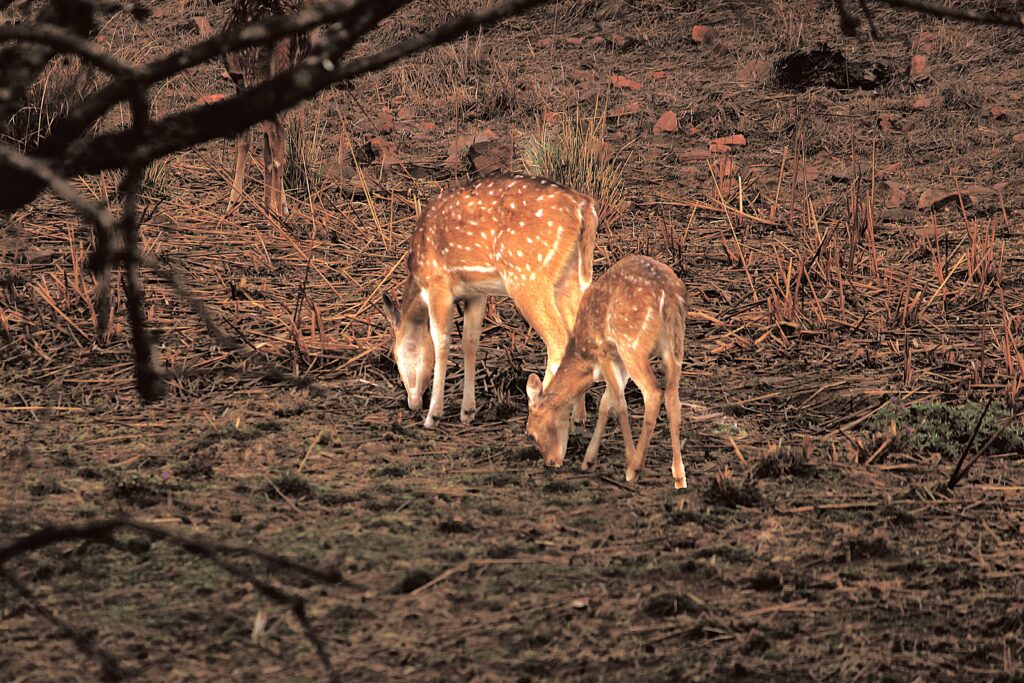 Ranthambore National Park
