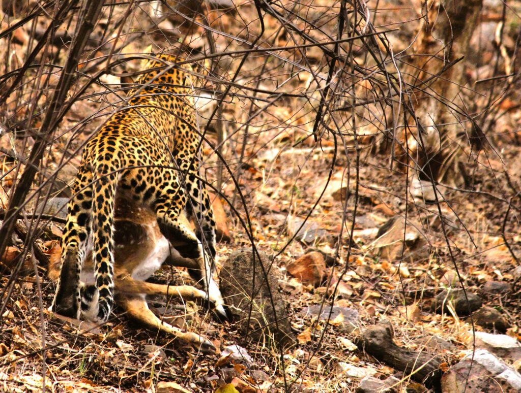 Ranthambore National Park