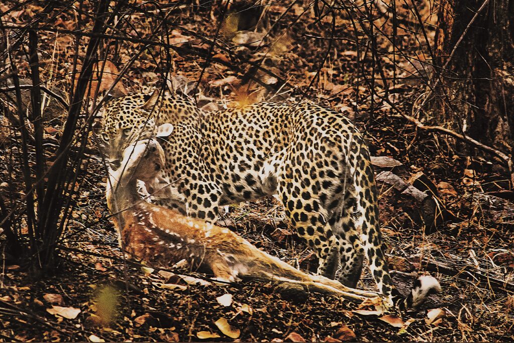 Ranthambore National Park