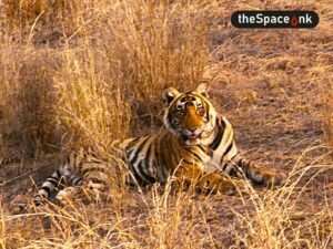 Ranthambore National Park
