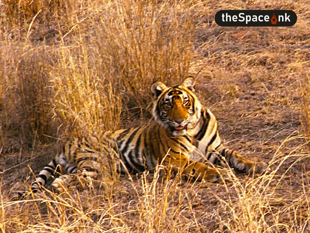 Ranthambore National Park