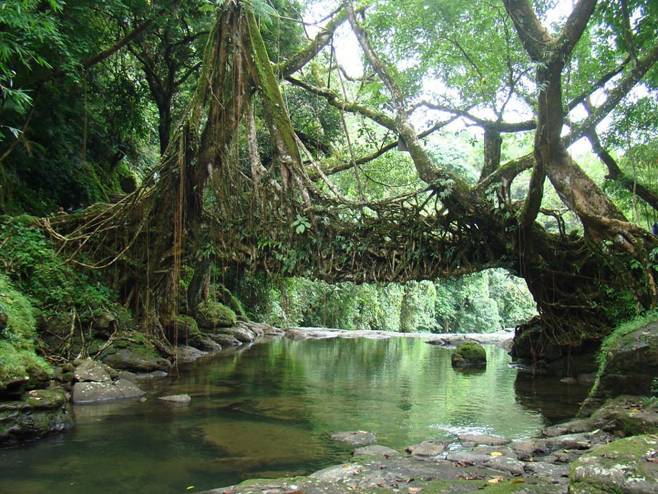 living-root-bridge