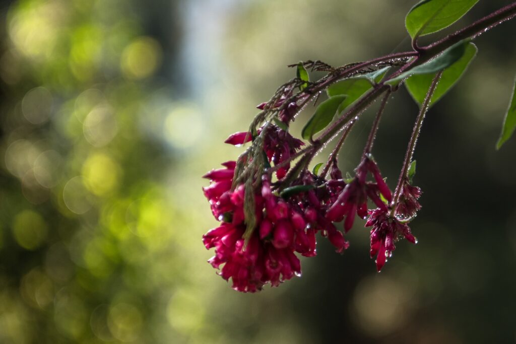 Cherrapunji
