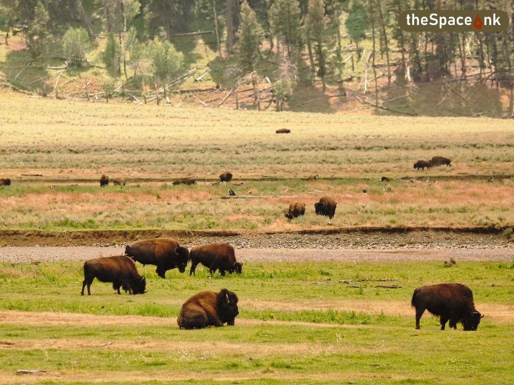 Yellowstone