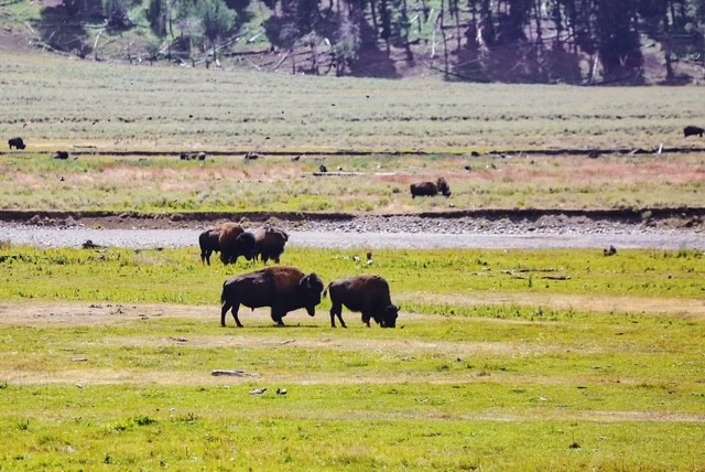 Yellowstone