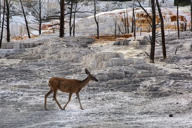 Yellowstone