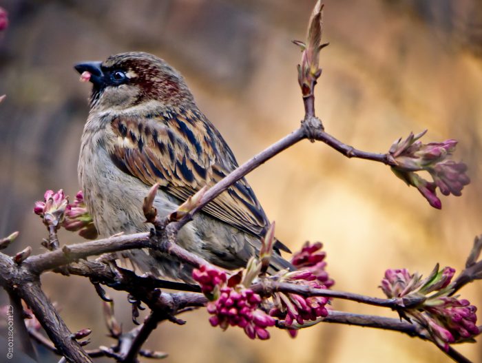 World Sparrow Day