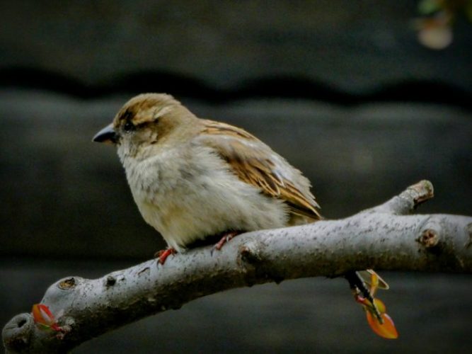 World Sparrow Day