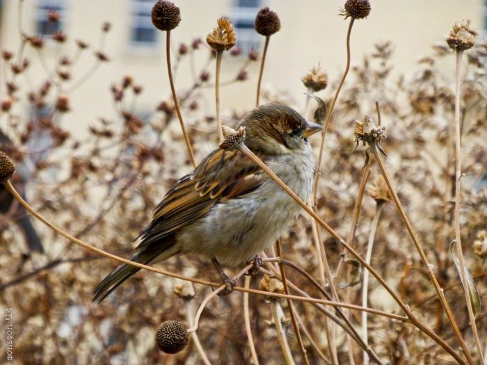 World Sparrow Day