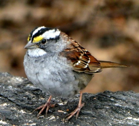 World Sparrow Day