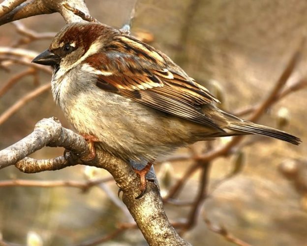 World Sparrow Day