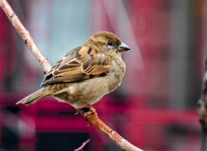 World Sparrow Day