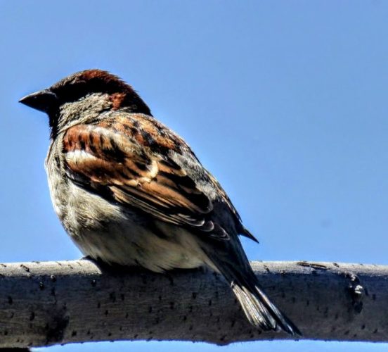 World Sparrow Day