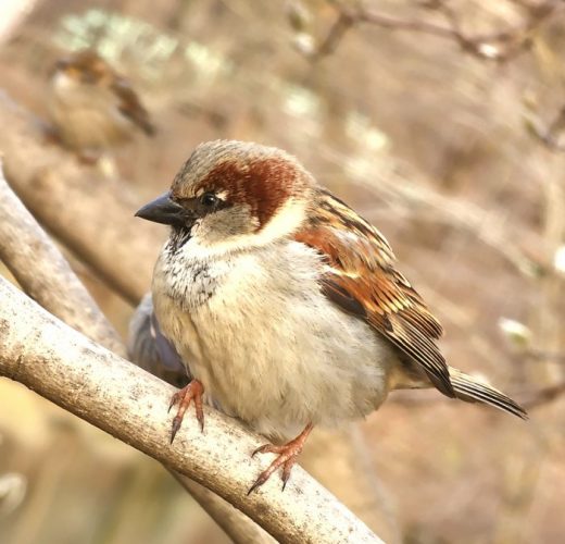 World Sparrow Day