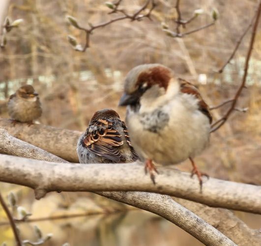 World Sparrow Day