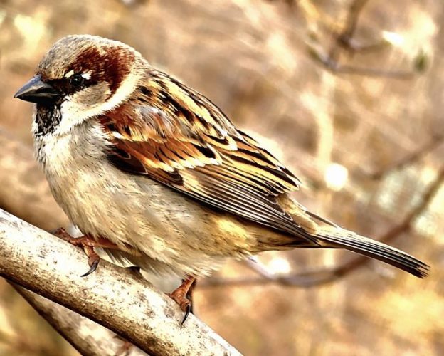 World Sparrow Day