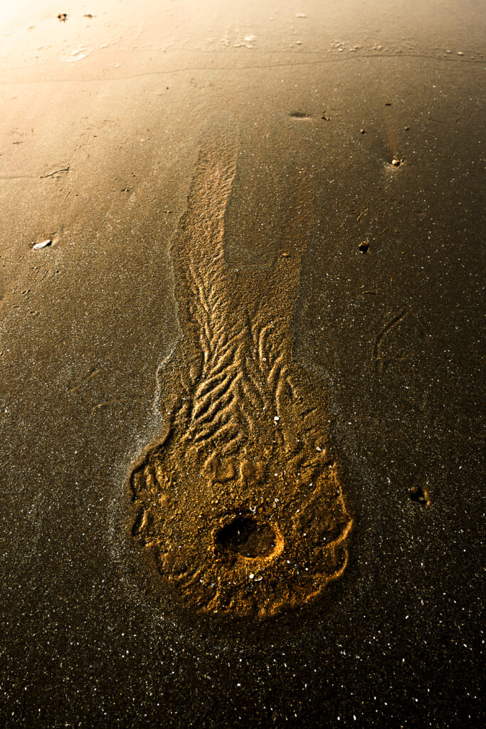 Echoes Along the Shoreline