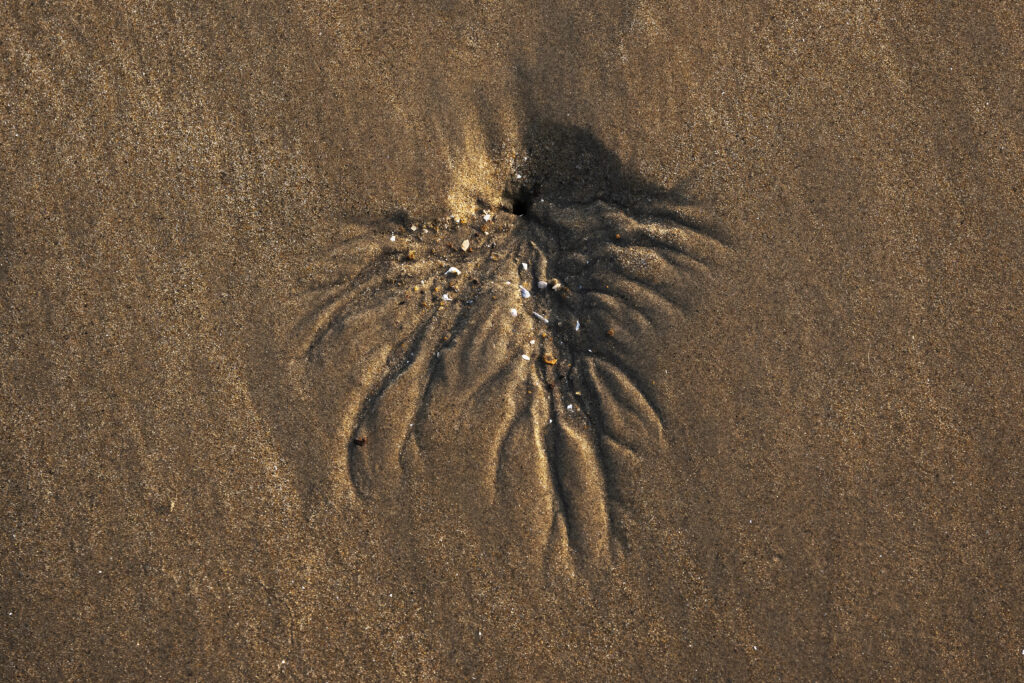 Echoes Along the Shoreline