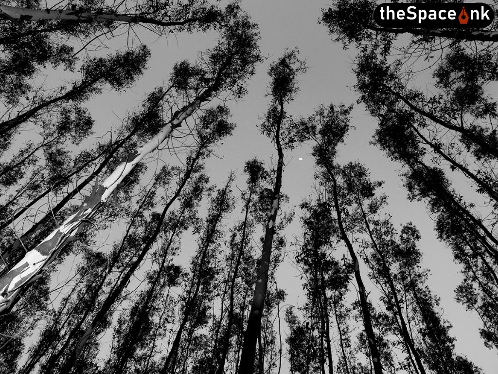 TREES – A sense of Perspective