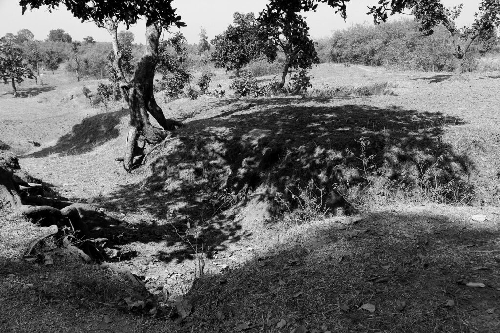 TREES – A sense of Perspective