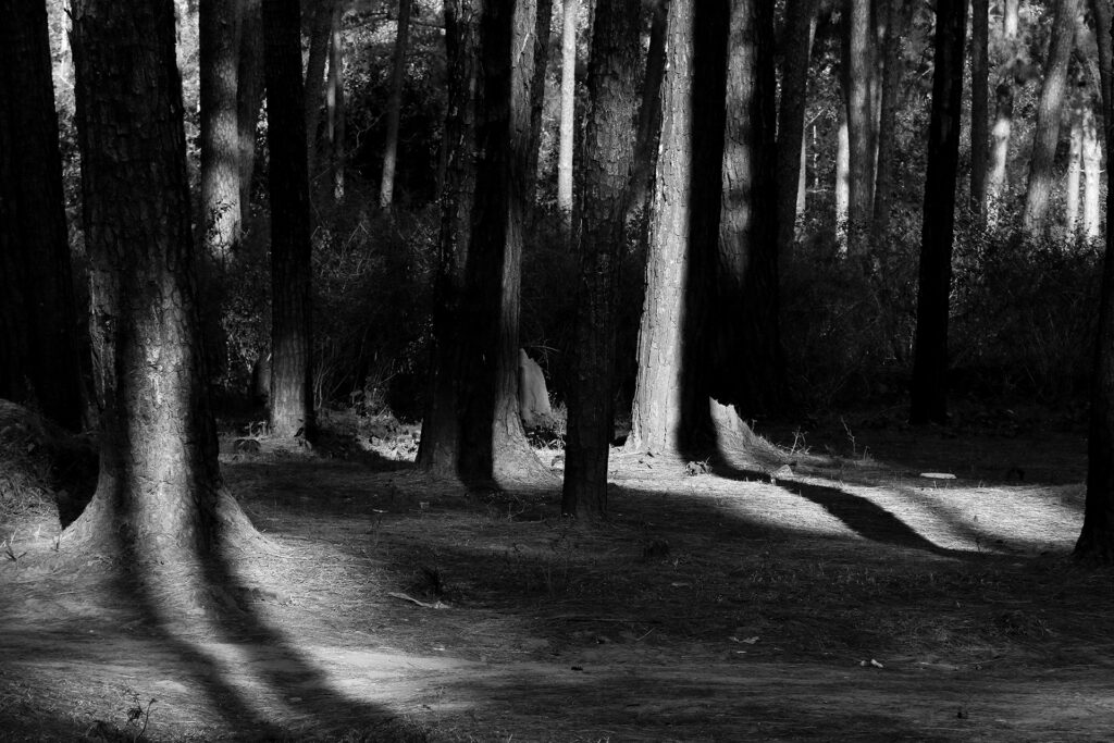 TREES – A sense of Perspective