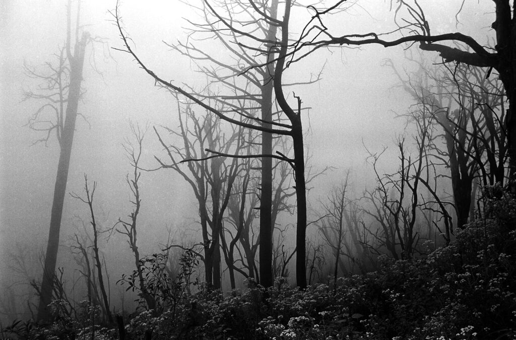 TREES – A sense of Perspective