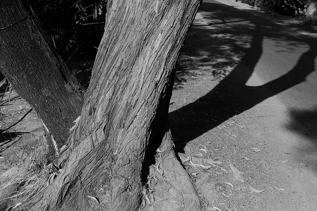 TREES – A sense of Perspective