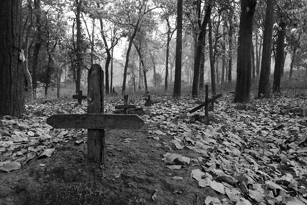 TREES – A sense of Perspective