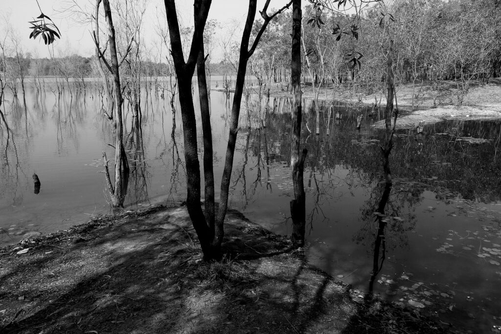 TREES – A sense of Perspective