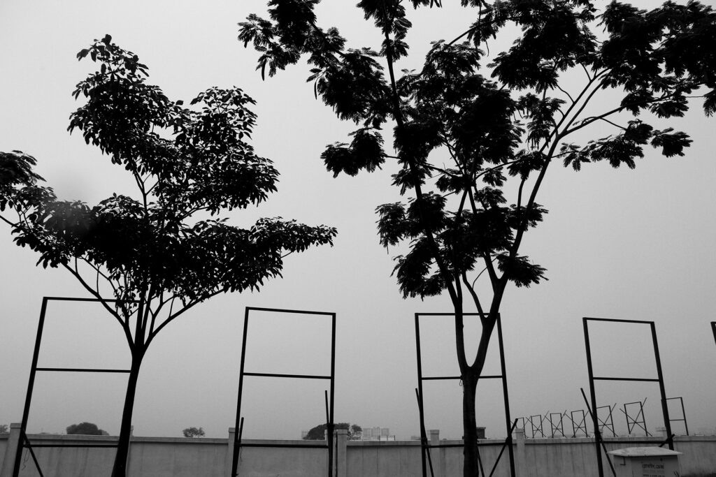 TREES – A sense of Perspective