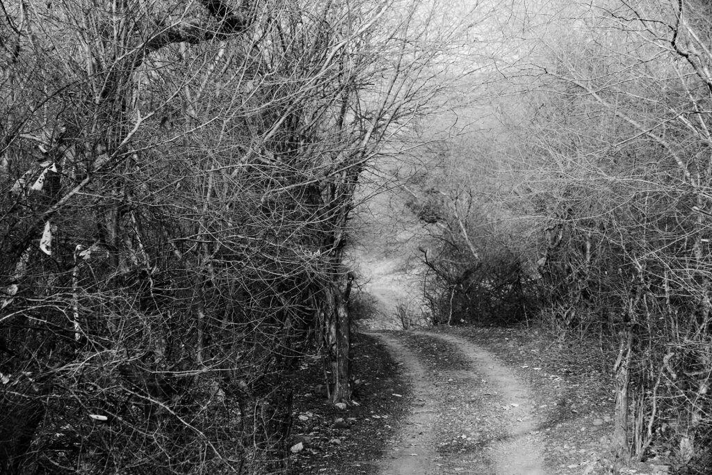 TREES – A sense of Perspective