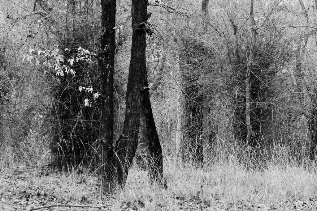 TREES – A sense of Perspective