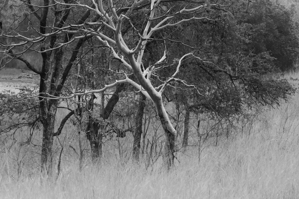 TREES – A sense of Perspective