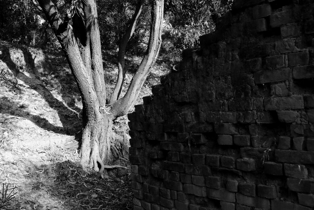 TREES – A sense of Perspective