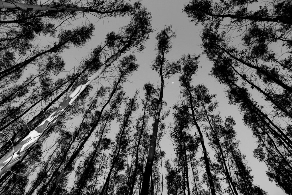 TREES – A sense of Perspective