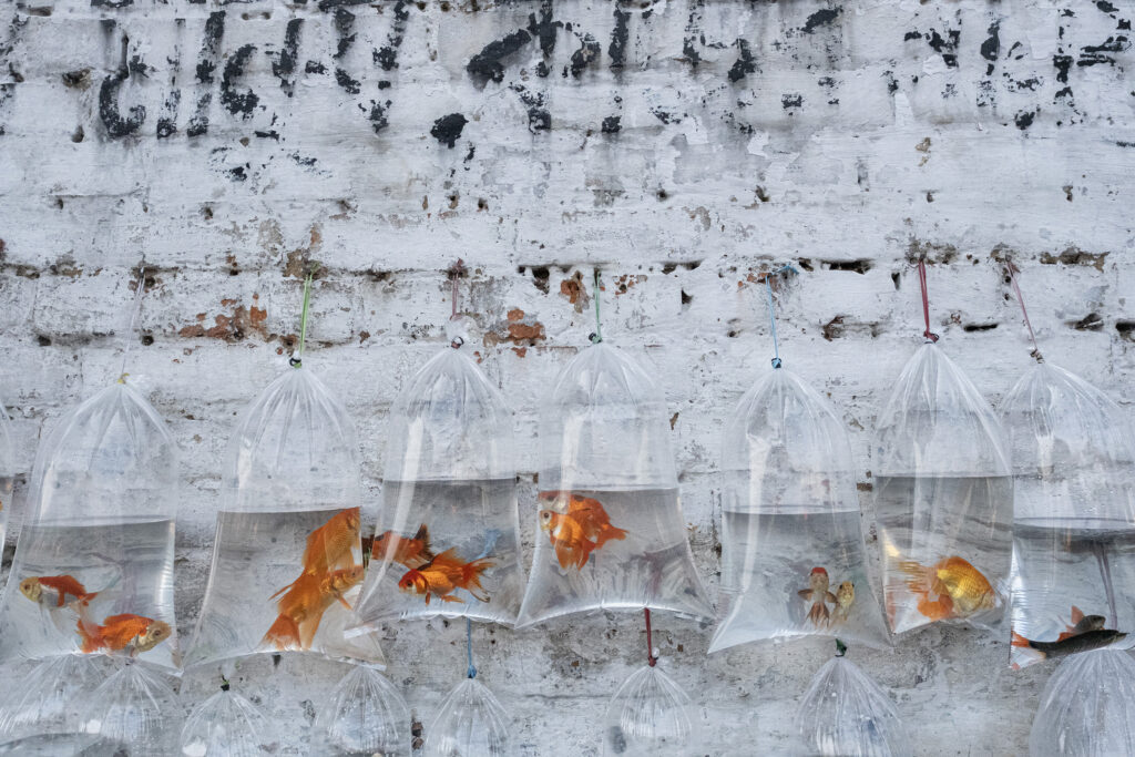 Fragments of Life_Debrani Das