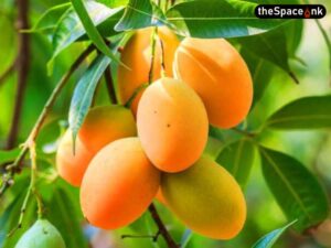 Kohitur Mango Murshidabad