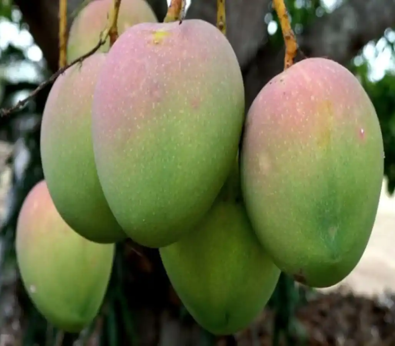 Kohitur Mango Murshidabad