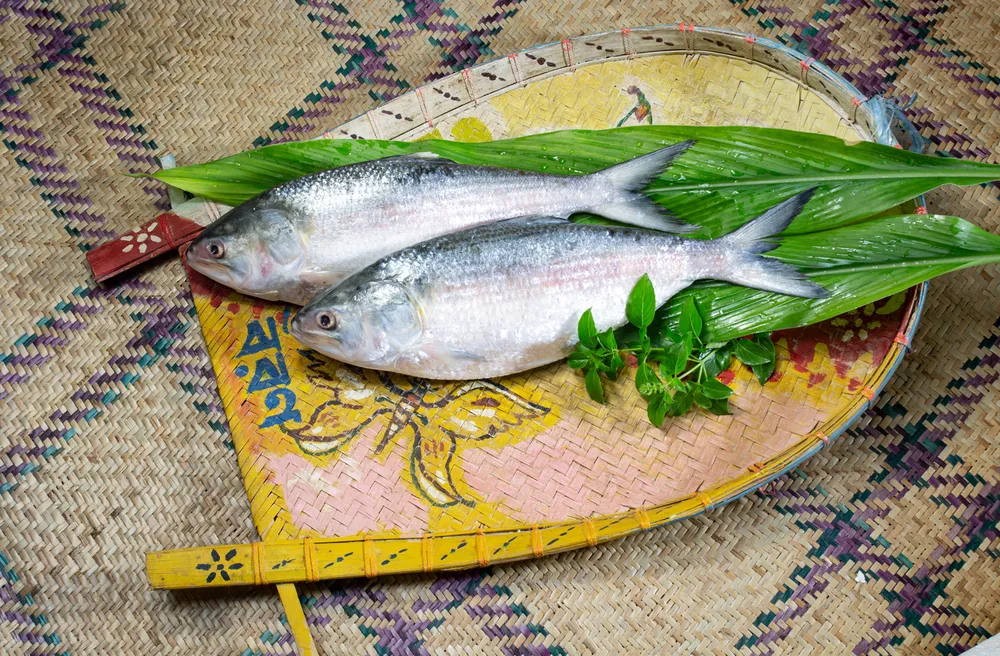 Celebrating Hilsa Bengal’s Favourite Fish
