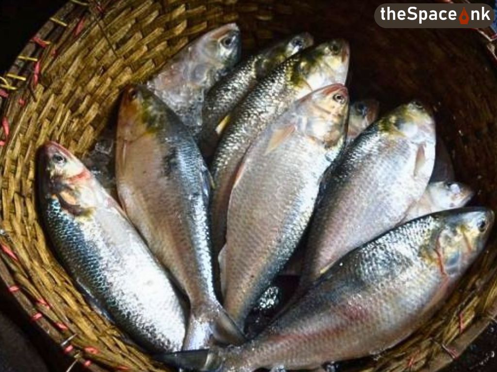 Celebrating Hilsa Bengal’s Favourite Fish