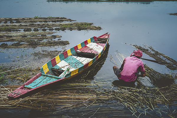 BARTI BILL The Wetland of Bengal