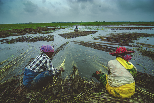 BARTI BILL The Wetland of Bengal