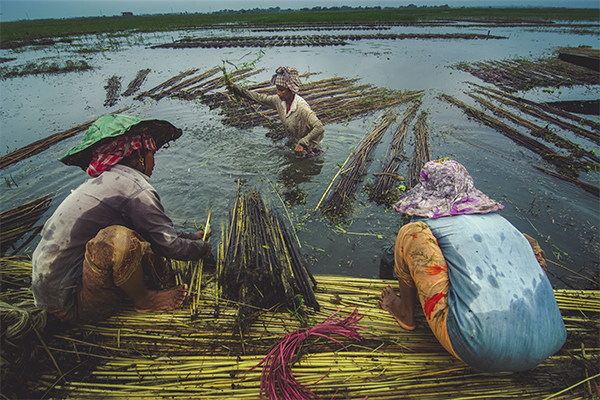 BARTI BILL The Wetland of Bengal